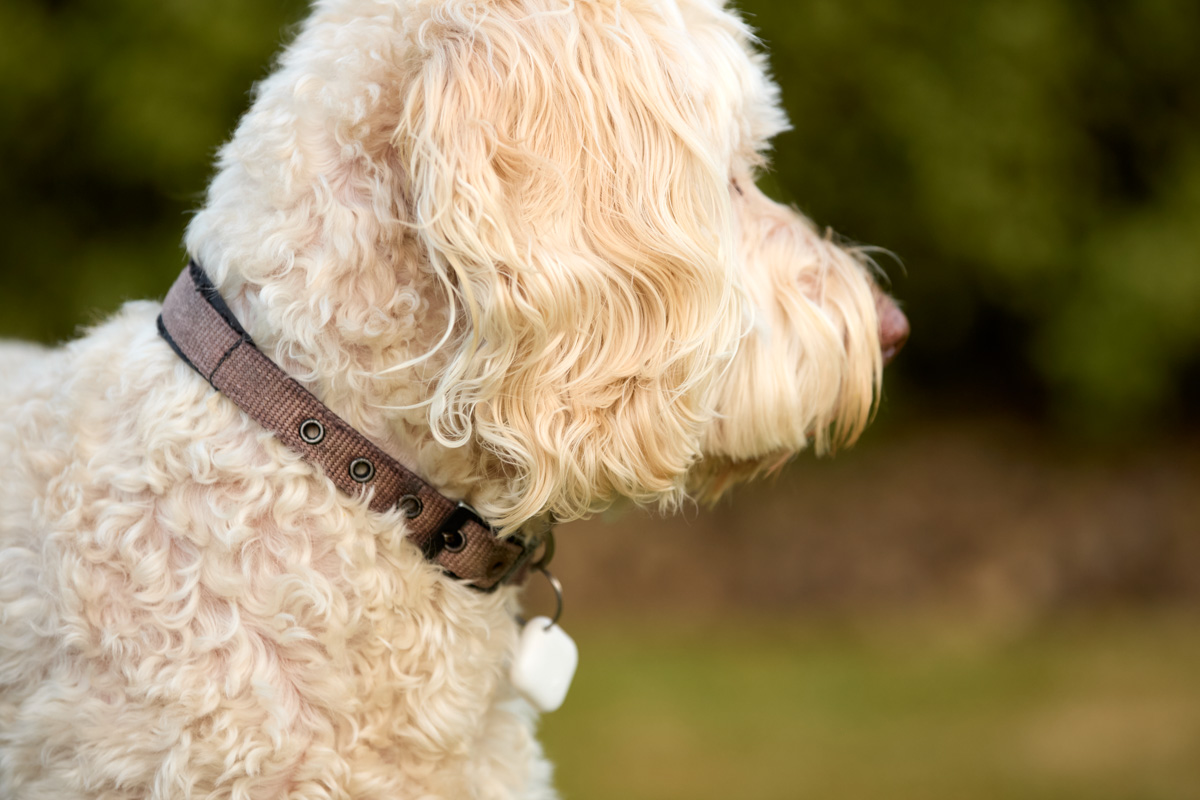 Losha Air Tags_00033